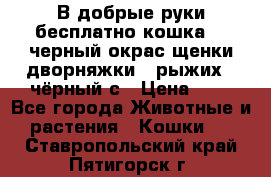 В добрые руки бесплатно,кошка,2.5черный окрас,щенки дворняжки,3 рыжих 1 чёрный,с › Цена ­ - - Все города Животные и растения » Кошки   . Ставропольский край,Пятигорск г.